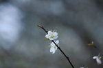 _MG_3650