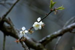 _MG_3665