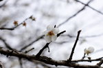 _MG_3765
