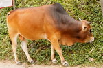 _MG_7050
