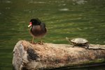 IMG_1531