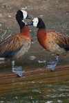 IMG_3099a