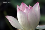 IMG_6786