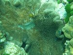 DSCF4079