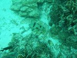 DSCF4081