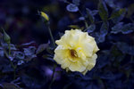 DSC_5341A