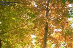 091205-AUTUMN-03