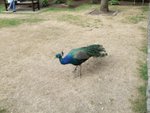 DSCF3784