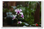 IMG_0259a