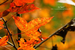 DSC06533e