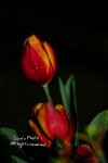 DSC_8447拷貝