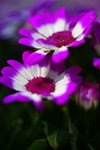 DSC00464