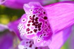 DSC00539