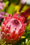DSC00563