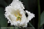 維園花展2011