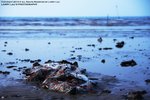 IMG_0077a-20100201