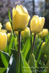 NL079