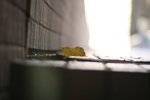 IMG_1434