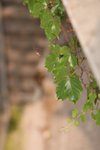 IMG_1597