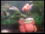 SNC00026魚