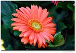 _DSC8521