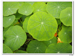 nEO_IMG_kaiOM002