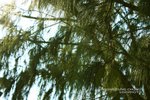 IMG_3558