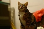 IMG_4430