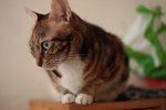 IMG_6432
