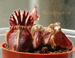 Cephalotus5
