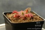 Drosera cuneifolia
