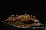 Drosera fulva