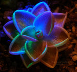Pinguicula sp Tolantongo