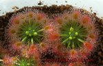 Drosera callistos1