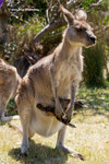 Tasmania D3s-645mean