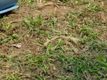 20050401 Tigert rainingcamp 065