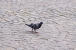 IMG_2612