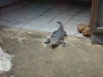DSC03471
