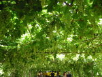 2005-8-9 下午 08-15-17_0118
