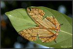9A4S1496 copy