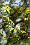 9A4S1514 copy