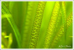 DSCF0034 copy