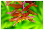 DSCF0076 copy