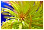 DSCF0330 copy
