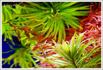 DSCF0509 copy