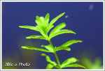 IMG_6506a