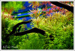 IMG_7727 copy