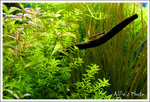 IMG_7732 copy