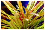 IMG_7736 copy