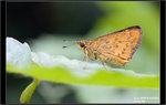 IMG_8787 copy
